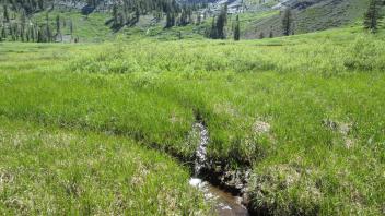 Headcut, mid meadow