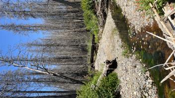 Shingle Mill