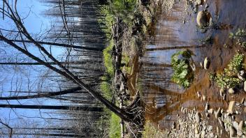 Shingle Mill