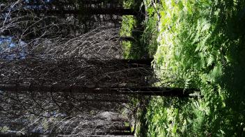 Pilliken Meadow (2024)
