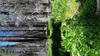 Pilliken Meadow (2024)