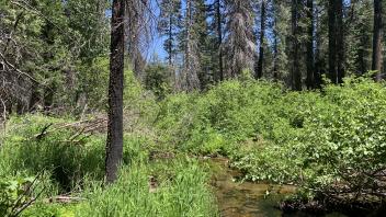 Meiss Creek