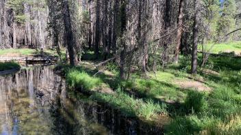 Alder 2