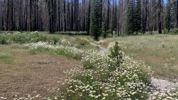 Willow Flat