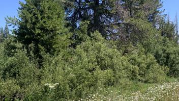 Willow Flat