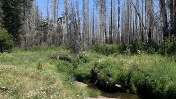 Willow Flat