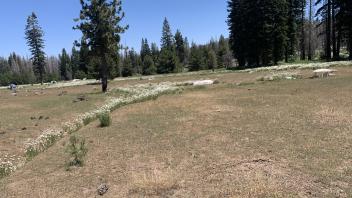 Willow Flat