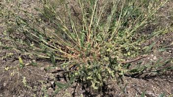 Willow Flat