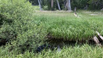 Round Meadow