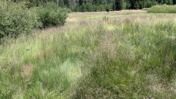 Trout Creek