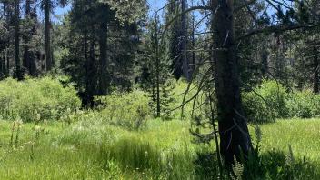 Trout Creek