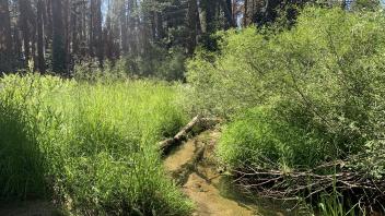 S Trout Creek