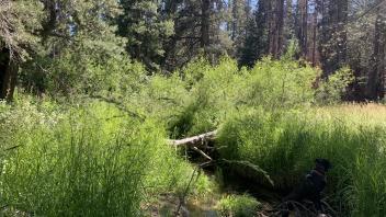 S Trout Creek