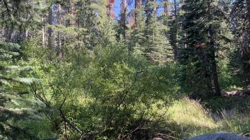 S Trout Creek