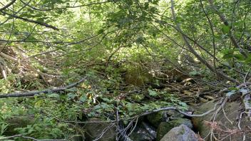 S Trout Creek
