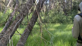 S Trout Creek