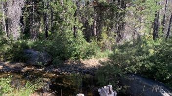 Lyons Creek