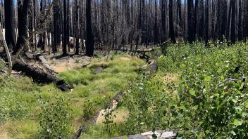 Tragedy Creek