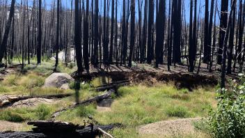 Tragedy Creek