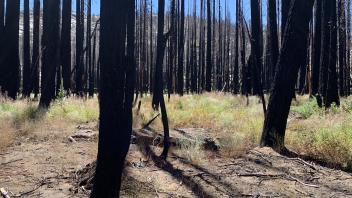 Tragedy Creek