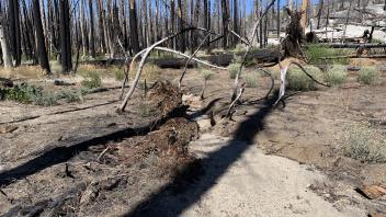 Tragedy Creek