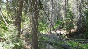 In gully at lower end of lower meadow patch