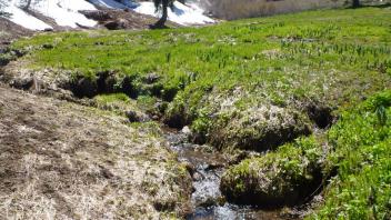 Incised Banks and Tributary Head Cut