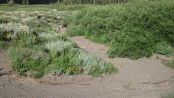 Incised dry channel with sage encroachment