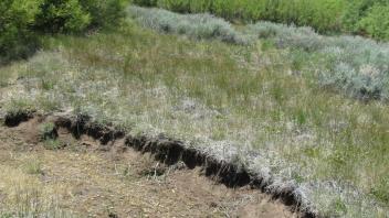 Incision, 1 foot, main channel, below middle transect