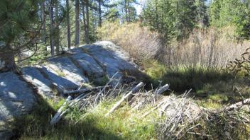 Intact dam on secondary channel