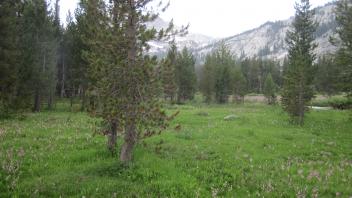 Lodgepole encroachment (Middle Ranger)