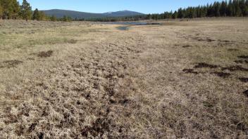 Long ditch through meadow leading to stock pond