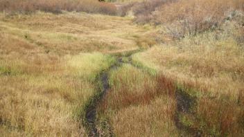 Looking upstream at potentially incised reach in upper meadow