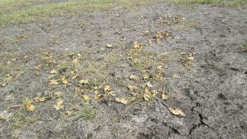 Low point of middle transect, evidence of pooling