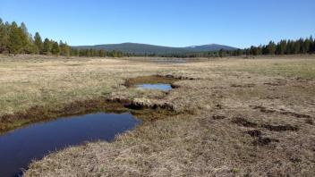 Lower Transect (downstream)