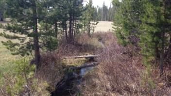 Lower Transect (upstream)