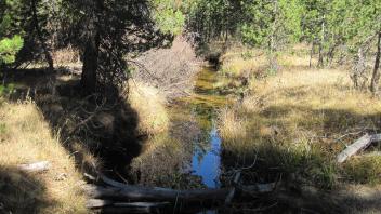 Lower Transect Channel (downstream)