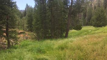 Lower Transect Channel (downstream)