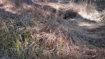 Lower Transect Channel (downstream)