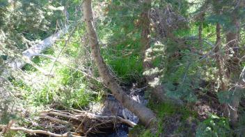 Lower Transect Channel (downstream)