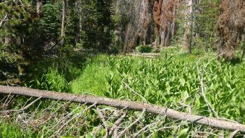 Lower Transect Channel (downstream)