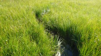 Lower Transect Channel (downstream)