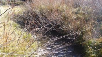 Lower Transect Channel (downstream)