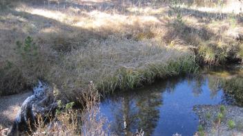 Lower Transect Channel (left to right)