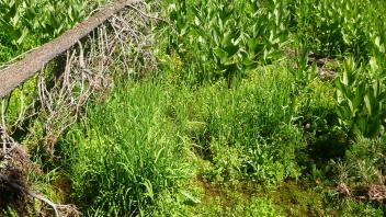 Lower Transect Channel (left to right)