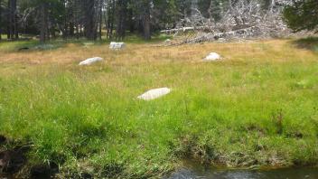 Lower Transect Channel (left to right)