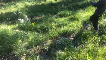 Lower Transect Channel (left to right)