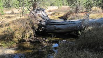 Lower Transect Channel (upstream)