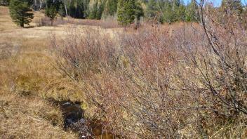 Lower Transect Channel (upstream)