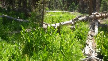 Lower Transect Channel (upstream)